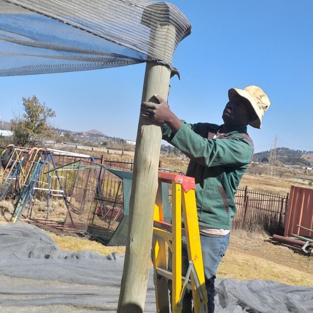 "Schaduwdoek"

Mpho, onze duizendpoot voor het Masechaba Day Care Centre in Bethlehem Zuid-Afrika heeft een schaduwdoek aangebracht boven de groeibakken. 

De zon in Zuid-Afrika kan zeer intens zijn, vooral tijdens de zomermaanden. Te veel directe zon kan leiden tot zonnebrand op bladeren en vruchten, uitdroging van de bodem, en stress voor de planten, wat de groei en opbrengst vermindert. 

Een schaduwdoek is dat ook zeer belangrijk en zorgt er ook voor dat er minder water verdampt. Door de lagere verdamping van water uit de bodem en van de planten bladeren, is er minder frequent water geven nodig, wat in waterarme regio's essentieel kan zijn en levert ook een waterbesparing op. 

Het schaduwdoek voorkomt ook dat vogels bij de rijpe vruchten en jonge zaailingen kunnen komen, wat oogstverliezen aanzienlijk kan verminderen.

Mpho maakt gebruik van houten palen en sterk ijzerdraad om het schaduwdoek op te spannen, en het eindresultaat mag er zijn. 

Bedankt Mpho, namens alle kinderen van het Day Care Center 🥰❤️