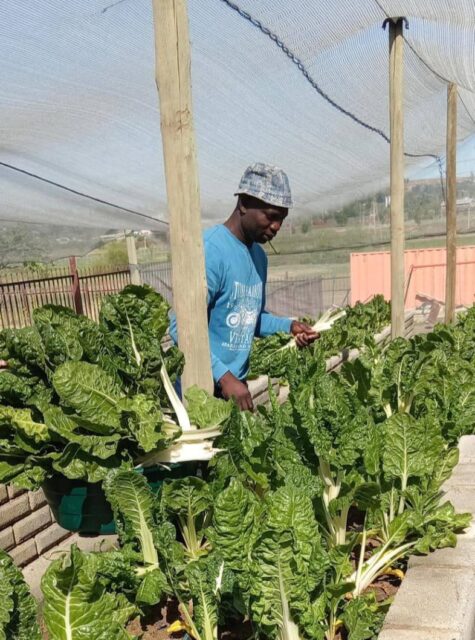 “Het verhaal achter de snijbiet, het blad dat hoop bracht”

In een klein dorp in het hart van Afrika, waar de zon elke dag de aarde goud kleurt en de wind door de maïsvelden fluistert, groeide ooit iets bijzonders: snijbiet. Geen dure plant, geen ingewikkeld gewas — gewoon een blad met diepe groenglanzende nerven, stevig en sterk als de mensen die het verbouwden.

Het begon toen mama Amina een paar zaadjes kreeg van een ontwikkelingswerker.“Plant dit,” zei de vrouw met een glimlach, “het groeit snel, ook in droge grond.” Amina dacht dat het gewone spinazie was. Maar toen de bladeren groter werden, voller en steviger, merkte ze dat ze iets bijzonders in handen had.

Ze kookte de bladeren met wat uien, een beetje olie en maïsmeel. De geur vulde haar hut. Haar kinderen aten met grote ogen en nog grotere honger. En die avond, voor het eerst in weken, had niemand buikpijn of hongerklachten.

Snijbiet bleek een schat te zijn — rijk aan ijzer, vitaminen A en C, en vol kracht voor groeiende kinderen.
De dorpsschool merkte het ook: de kinderen die snijbiet aten, bleven langer geconcentreerd, waren minder ziek, en kwamen elke dag met meer energie naar de les.

Binnen een paar maanden stonden overal in het dorp kleine tuintjes met snijbiet. De vrouwen noemden het hun "blad van hoop".
Ze leerden elkaar hoe ze het konden telen, zelfs in droge seizoenen. En als er een overschot was, verkochten ze de bladeren op de markt — genoeg om een schrift of een potlood te kopen voor hun kinderen.

De kracht van snijbiet lag niet alleen in haar voedingswaarde, maar in wat ze symboliseerde: eenvoud, veerkracht en de mogelijkheid om met weinig, veel te bereiken.

En zo groeide er, tussen de aarde en de zon, niet alleen een plant —
maar ook een toekomst.🥰

Mpho Negovha de duizendpoot en tuinman van het Masechaba Day Care Centre oogst de groenten uit de groeibaken die gemaakt zijn op het terrein van het Masechaba Day Care Centre. En zijn een welkome toevoeging in het voedselprogramma wat de Stichting Masechaba heeft ingericht voor de kinderen in de stad Bethlehem (Zuid -Afrika.)